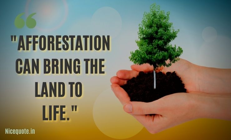 plantation quotes, Afforestation can bring the land to life.