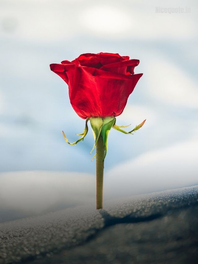 Happy Rose Day Quotes, wishes, messages, and greetings 2022